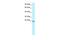 General Transcription Factor IIF Subunit 2 antibody, PA5-40373, Invitrogen Antibodies, Western Blot image 