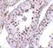 Mediator Complex Subunit 4 antibody, GTX31355, GeneTex, Immunohistochemistry paraffin image 