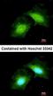 Growth Arrest And DNA Damage Inducible Gamma antibody, orb73500, Biorbyt, Immunofluorescence image 