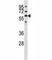 Glypican 3 antibody, F44195-0.4ML, NSJ Bioreagents, Western Blot image 