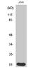 H1 Histone Family Member 0 antibody, STJ93509, St John
