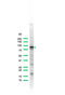 Signal transducer and activator of transcription 5A antibody, ADI-905-556-1, Enzo Life Sciences, Western Blot image 