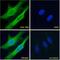 Translocator protein antibody, PA5-19088, Invitrogen Antibodies, Immunofluorescence image 