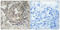 Ribosomal Protein S6 antibody, A01567S6S235S236, Boster Biological Technology, Immunohistochemistry frozen image 