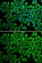 Interleukin 12 Receptor Subunit Beta 1 antibody, GTX55677, GeneTex, Immunocytochemistry image 