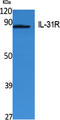 Interleukin-31 receptor subunit alpha antibody, STJ96456, St John