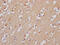 Gamma-Aminobutyric Acid Type A Receptor Alpha5 Subunit antibody, CSB-RA559038A0HU, Cusabio, Immunohistochemistry frozen image 
