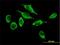 ATPase Family AAA Domain Containing 3A antibody, H00055210-B01P, Novus Biologicals, Immunofluorescence image 