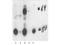 Thyroid Hormone Receptor Beta antibody, TA319140, Origene, Western Blot image 