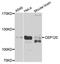 Centrosomal Protein 120 antibody, MBS9127987, MyBioSource, Western Blot image 