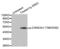 Casein Kinase 2 Alpha 1 antibody, abx000383, Abbexa, Western Blot image 