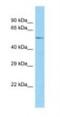 Syntaphilin antibody, NBP1-98477, Novus Biologicals, Western Blot image 