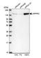 Leucine Rich Pentatricopeptide Repeat Containing antibody, PA5-57644, Invitrogen Antibodies, Western Blot image 
