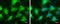 Glyoxalase I antibody, GTX628889, GeneTex, Immunofluorescence image 