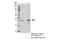 Mitochondrial Calcium Uniporter antibody, 14997S, Cell Signaling Technology, Immunoprecipitation image 