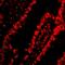 Acidic Nuclear Phosphoprotein 32 Family Member A antibody, NBP2-81784, Novus Biologicals, Immunofluorescence image 