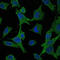 Mitogen-Activated Protein Kinase Kinase 6 antibody, M02011, Boster Biological Technology, Immunofluorescence image 
