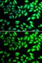 Protein Disulfide Isomerase Family A Member 6 antibody, GTX33397, GeneTex, Immunofluorescence image 