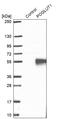Protein O-Glucosyltransferase 1 antibody, HPA037856, Atlas Antibodies, Western Blot image 
