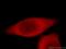 ADAMTS Like 2 antibody, 10320-1-AP, Proteintech Group, Immunofluorescence image 