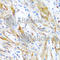 Leiomodin-1 antibody, A7087, ABclonal Technology, Immunohistochemistry paraffin image 