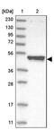 Tuftelin 1 antibody, PA5-55769, Invitrogen Antibodies, Western Blot image 