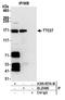 Tetratricopeptide repeat protein 37 antibody, A305-857A-M, Bethyl Labs, Immunoprecipitation image 