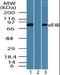 Eukaryotic Translation Initiation Factor 4B antibody, orb95759, Biorbyt, Western Blot image 