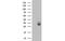 Aquaporin 1 (Colton Blood Group) antibody, MBS533333, MyBioSource, Western Blot image 