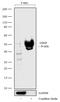 Glial Cell Derived Neurotrophic Factor antibody, 711074, Invitrogen Antibodies, Western Blot image 