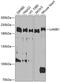 Laminin Subunit Beta 1 antibody, 23-927, ProSci, Western Blot image 