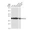 BCL2 Like 1 antibody, GTX01535, GeneTex, Western Blot image 