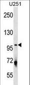 Unc-51 Like Autophagy Activating Kinase 1 antibody, LS-C157324, Lifespan Biosciences, Western Blot image 
