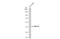 Wnt Family Member 10A antibody, GTX111191, GeneTex, Western Blot image 