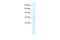 Claudin 15 antibody, A11641, Boster Biological Technology, Western Blot image 