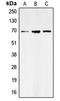 Solute Carrier Family 6 Member 1 antibody, LS-B13298, Lifespan Biosciences, Western Blot image 