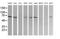 Component Of Oligomeric Golgi Complex 6 antibody, MA5-26130, Invitrogen Antibodies, Western Blot image 