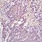 Chromosome 1 Open Reading Frame 43 antibody, orb1604, Biorbyt, Immunohistochemistry paraffin image 