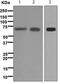 Solute Carrier Family 1 Member 1 antibody, ab124802, Abcam, Western Blot image 