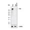 Chondroitin Sulfate Proteoglycan 4 antibody, AF2585, R&D Systems, Western Blot image 