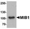 Mindbomb E3 Ubiquitin Protein Ligase 1 antibody, A01387, Boster Biological Technology, Western Blot image 