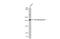Thrombospondin 1 antibody, GTX130967, GeneTex, Western Blot image 