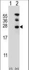 RAN, Member RAS Oncogene Family antibody, LS-C162428, Lifespan Biosciences, Western Blot image 