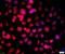 Ras Association Domain Family Member 1 antibody, orb11328, Biorbyt, Immunofluorescence image 
