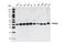 AKT1 Substrate 1 antibody, 2610S, Cell Signaling Technology, Western Blot image 