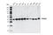 PRAS40 antibody, 2610S, Cell Signaling Technology, Western Blot image 