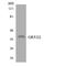 Olfactory Receptor Family 51 Subfamily I Member 2 antibody, LS-C200379, Lifespan Biosciences, Western Blot image 