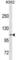 Calsyntenin 2 antibody, abx031191, Abbexa, Western Blot image 