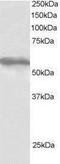 Tripartite Motif Containing 4 antibody, PA1-31895, Invitrogen Antibodies, Western Blot image 