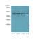 Nucleoporin 43 antibody, LS-C397718, Lifespan Biosciences, Western Blot image 